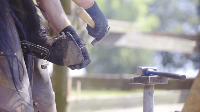 Placing horseshoe on hoof close up 4K