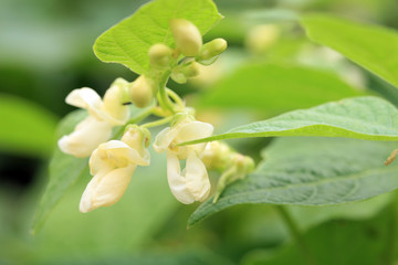 Fototapeta premium White flower of dwarf bean in ecofriendly country home garden.