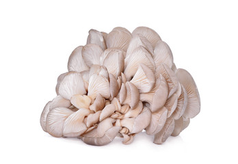 white oyster mushroom isolated on white background