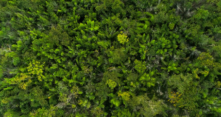 Top view of natural green trees in tropical forest