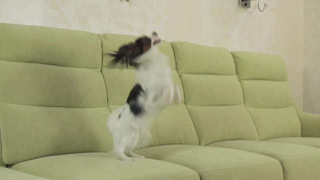 Young dog breeds Papillon Continental Toy Spaniel dog catches big ball and plays slow motion stock footage video