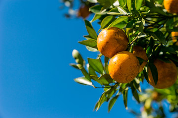 A bunch of orange in orange farm north of Thailand.