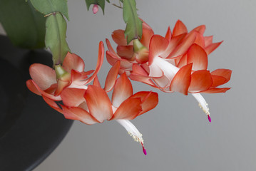 Red Zygocactus flowers
