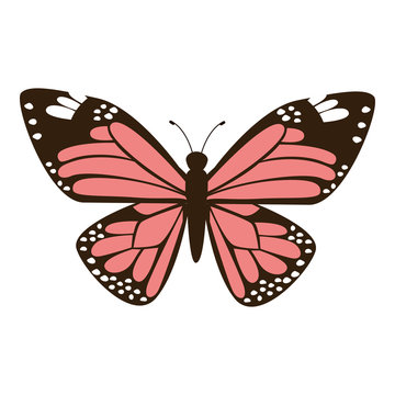 cute pink butterfly wings insect icon vector illustration