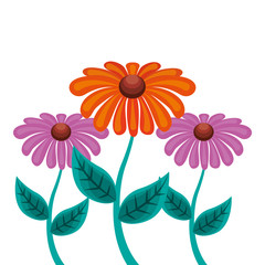 decoration three daisy stem petal flower leaf botanical vector illustration