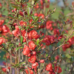 Obraz premium Zierquitte,Chaenomeles,Blüten
