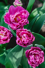 tulips in spring field