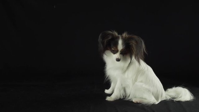 Beautiful young male dog Continental Toy Spaniel Papillon looks at soap bubbles on black background stock footage video
