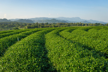 Fototapeta na wymiar Green tea farm curve in Chiang Rai province, Thailand