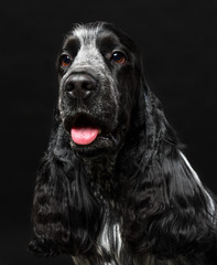English cocker spaniel dog on black background