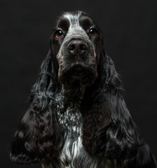 English cocker spaniel dog on black background