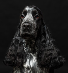 English cocker spaniel dog isolated on black background