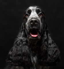 English cocker spaniel dog  on black background - obrazy, fototapety, plakaty