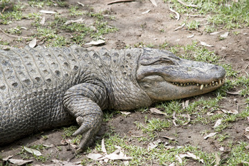 alligator