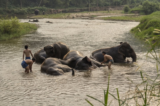 Chiang mai, Thailand- April 4, 2017:Thai elephants taken a bath by mahout at river.
