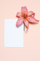 An elegant flower lily of delicate hues and a white leaf bumigi for writing lies on a light pink background.