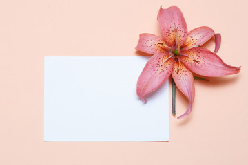 An elegant flower lily of delicate hues and a white leaf bumigi for writing lies on a light pink background.