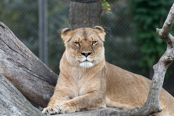 Lionne