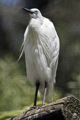 little egret