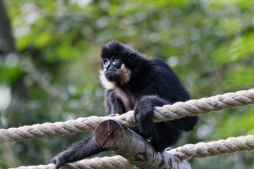 Gibbon a joues jaunes