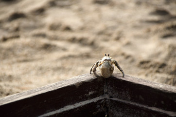 Hermit crab with out shell(lat. Paguroidea) Hermit crab (lat. Paguroidea) runs on a stone at the lipe. Thailand