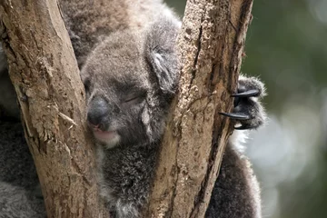 Papier Peint photo Lavable Koala joey koala
