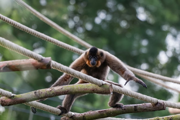 Gibbon a joues jaunes