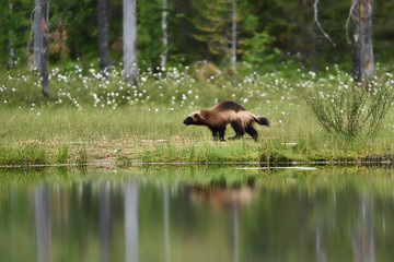 Wolverine running in forest landscape