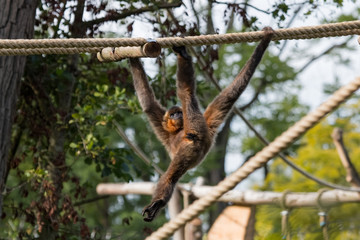 Gibbon a joues jaunes faisant une acrobatie