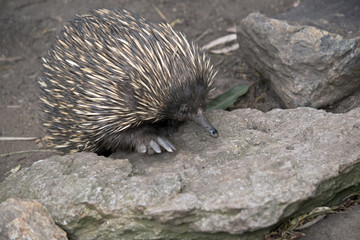 echidna