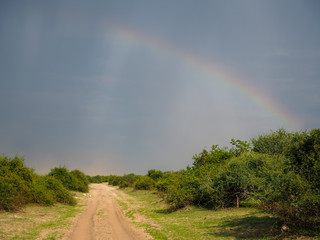 Scene of natural sand road through green savanna plain with soft beautiful rainbow on blue sky background after raining, Chobe national park
