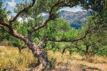 Lonely olive tree in Crete, Cretan garden, Greece