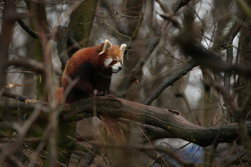 Beautiful endangered red panda on a green tree. Wildlife behind the bars. Red Panda. Great animal...