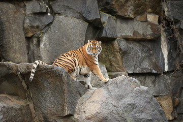 Fototapeta na wymiar Siberian tiger, Panthera tigris altaica, resting in the rocky mountain area. Dangereous predator in action. Tiger in nature habitat. Beautiful wild animal in captivity.