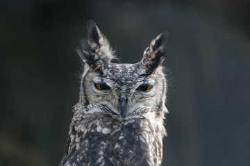 Grand-duc africain en gros plan fixant l'objectif