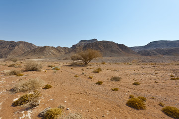 Melancholy and emptiness of the desert in Israel.