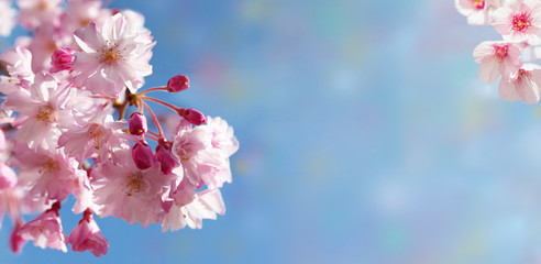 The branch of a cherry tree.Pink cherry blossoms on a branch with blue sky during a spring bloom.The background textures.Place for text.Can be used as a postcard.