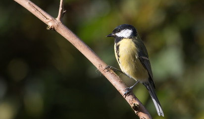 parus major perching on a branch