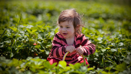 Beautiful Happy Toddler Girl Picking Strawberries with Bucket Summer time Portland OR USA 