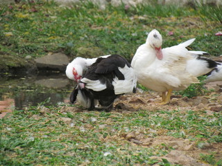 two white ducks