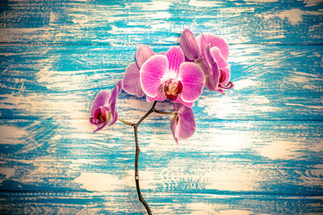 Fototapeta na wymiar Branch of a purple orchid lies on a blue wooden background 