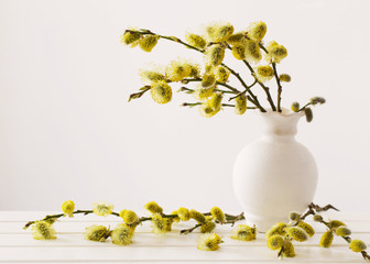 Branches of the pussy willow with flowering bud in vase with water on white background