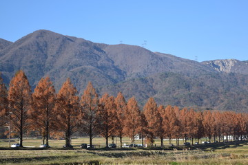 メタセコイア並木