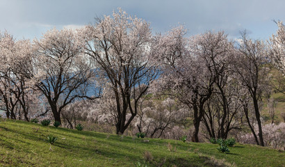 Blossoming almond trees in spring in the mountains.Uzbekistan.