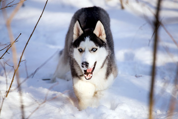 Husky dog in winter nature