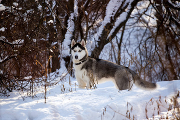 Husky dog in winter nature