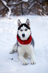 Naklejka premium Husky dog in winter nature