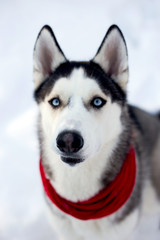 Husky dog in winter nature