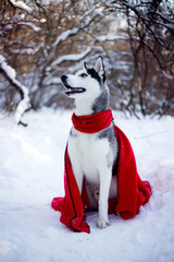 Husky dog in winter nature