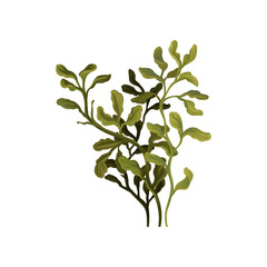 Obraz premium Zielone wodorosty podwodne, wodne glony morskie roślin ilustracji wektorowych